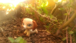 Small animal doll on the ground, dirt and leaves around it, the sun shining on it