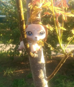 A small animal doll (same as in previous image), sitting in the crook of a tree. 